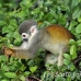 monkey_squirrel_common_la_h_0660_ecu2612.jpg